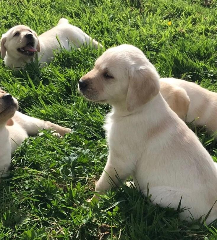 labrador puppies for sale on gumtree